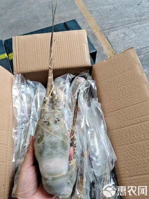 高端小青龍水產品批發(fā)指南